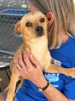 Terrier Dogs Available for Adoption - ZEBBY | PetCurious