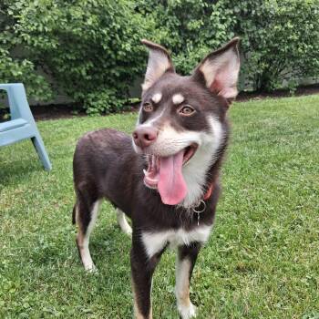 Suki -  Klee Kai Dog for Adoption in Elmhurst, Illinois - Suki | PetCurious