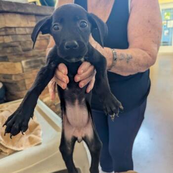 Mrs. White -  Mixed Breed Dog for Adoption in Lynchburg, Virginia - Mrs. White | PetCurious