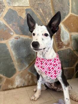 Rescue Mixed Breed Dogs for Adoption in Baldwin, Maryland - Cali | PetCurious