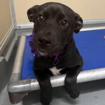 Cosette -  Mixed Breed Dog for Adoption in Las Cruces, New Mexico - Cosette | PetCurious