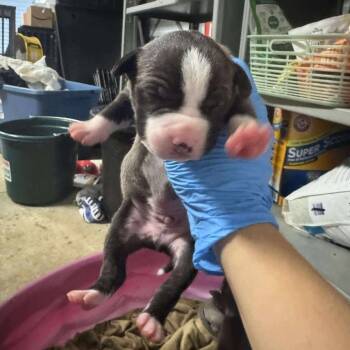 Rescue Labrador Retriever Dogs for Adoption in Springboro, Ohio - Saffron | PetCurious