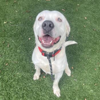 Oden -  Mixed Breed Dog for Adoption in Saint Charles, Missouri - Oden | PetCurious