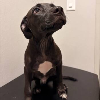 Zuca -  Mixed Breed Dog for Adoption in Tampa, Florida - Zuca | PetCurious