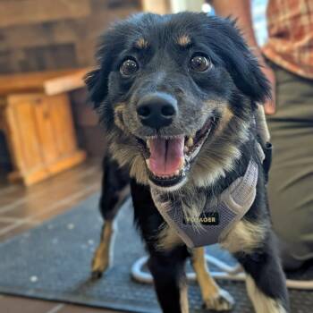 Pop-Tart -  Papillon and Australian Shepherd Dog for Adoption in Olean, New York - Pop-Tart | PetCurious
