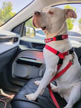 Otis -  Bulldog Dog for Adoption in Pleasant Ridge, Michigan - Otis | PetCurious