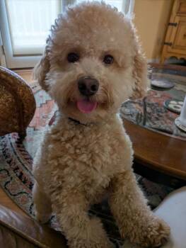 26Sparky -  Poodle Dog for Adoption in Shingle Springs, California - 26Sparky | PetCurious