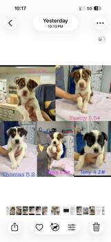 Boxer Dogs Available for Adoption in Seaside Heights, New Jersey - Roger, Rambo, Raymond, Rascal And Ranger | PetCurious