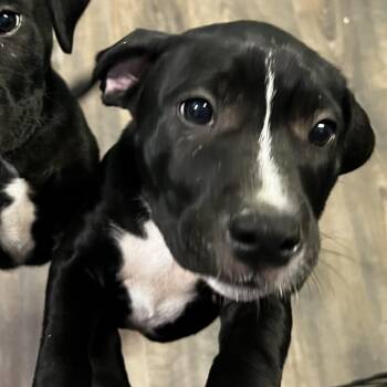 Cimmie -  Pit Bull Terrier and Mixed Breed Dog for Adoption in Harrisville, West Virginia - Cimmie | PetCurious