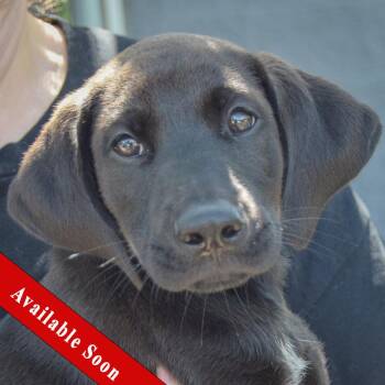 Luke -  Black Labrador Retriever Dog for Adoption in Huntley, Illinois - Luke | PetCurious