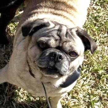 Bradley -  Pug Dog Available for Adoption in Alvin, Texas - Bradley | PetCurious