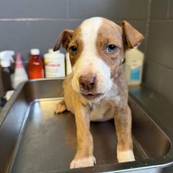 Pit Bull Terrier Dogs Available for Adoption in Tuscaloosa, Alabama - TUSC-Stray-83964_2_3_4_5_6 | PetCurious