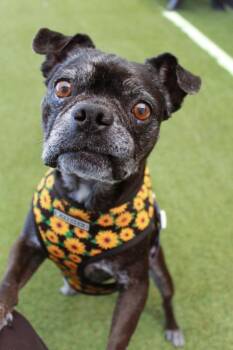 Pug and Boston Terrier Dogs Available for Adoption in Gardena, California - Lilo | PetCurious