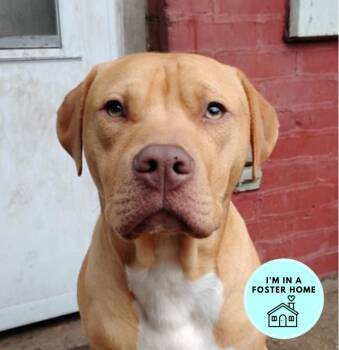 Pit Bull Terrier Dogs Available for Adoption - Huck | PetCurious