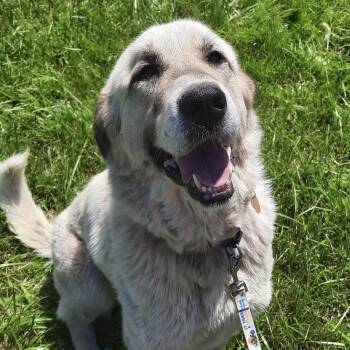 Rescue Great Pyrenees and Anatolian Shepherd Dogs for Adoption in Indianapolis, Indiana - Dulce  - New To Rescue - Anatolian Great Pyrenees | PetCurious