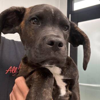 Legolas -  Terrier and Mixed Breed Dog for Adoption in Abilene, Texas - Legolas | PetCurious