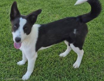 DUNE -  Pointer and Mixed Breed Dog for Adoption in Albuquerque, New Mexico - DUNE | PetCurious