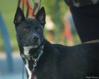 Rescue Australian Cattle Dog Blue Heeler and Akita Dogs for Adoption in Richland, Washington - Tony Stark | PetCurious