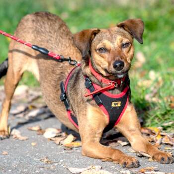 Linda -  Chihuahua and Dachshund Dog for Adoption in Morristown, New Jersey - Linda | PetCurious