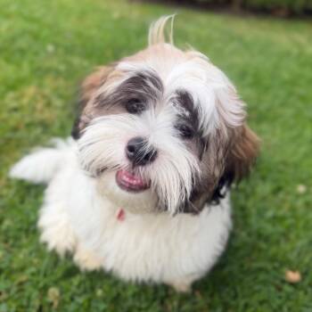 Phil -  Havanese and Shih Tzu Dog for Adoption in Los Angeles, California - Phil | PetCurious