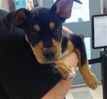 A479838 -  Rottweiler Dog for Adoption in Oklahoma City, Oklahoma - A479838 | PetCurious