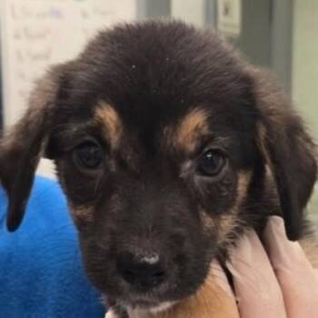 Tiffany -  Mixed Breed Dog for Adoption - Tiffany | PetCurious