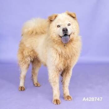 BUTTERBALL -  Chow Chow and Mixed Breed Dog for Adoption in Conroe, Texas - BUTTERBALL | PetCurious