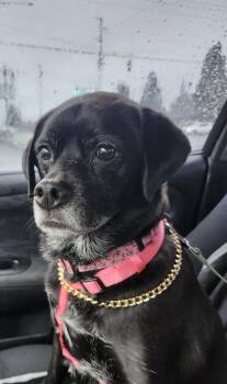 Pug and Beagle Dogs Available for Adoption - Bailey  | PetCurious