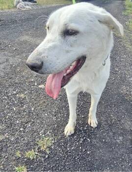 Anatolian Shepherd and Mixed Breed Dogs Available for Adoption in Lockhart, Texas - Sammy | PetCurious