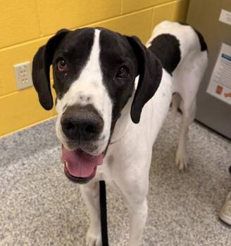 Great Dane Dogs Available for Adoption in Golden, Colorado - Rosamund | PetCurious