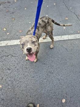Pen 185 -  Staffordshire Bull Terrier Dog for Adoption in Lawrenceville, Georgia - Pen 185 | PetCurious