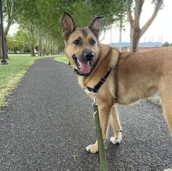Jasper -  German Shepherd Dog Dog for Adoption in Roswell, Georgia - Jasper | PetCurious
