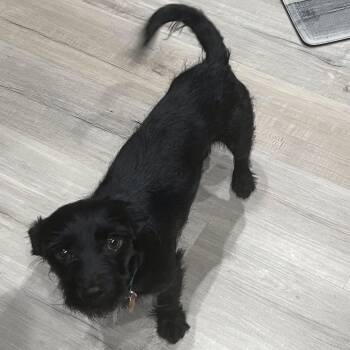 Terrier and Mixed Breed Dogs Available for Adoption in Prescott, Arizona - Buddy | PetCurious