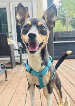 Nissan -  Rat Terrier Dog for Adoption in Alafaya, Florida - Nissan | PetCurious