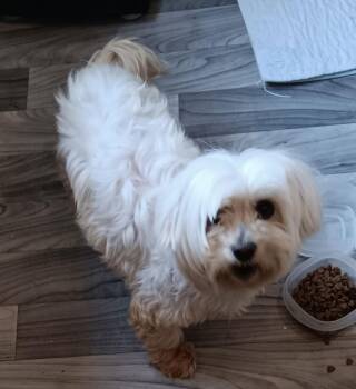 Maltese Dogs Available for Adoption - Chrissy: Not At The Shelter | PetCurious