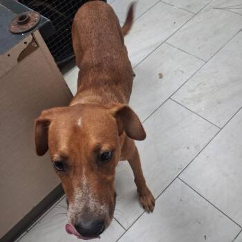 Angus -  Hound Dog for Adoption in Lufkin, Texas - Angus | PetCurious