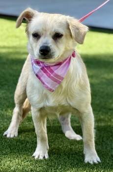 Rescue Chihuahua Dogs for Adoption in Hondo, Texas - Nora - Playful Chihuahua Gal | PetCurious