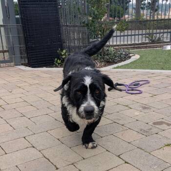 Terrier and Basset Hound Dogs Available for Adoption - Pepper - City Of Industry | PetCurious