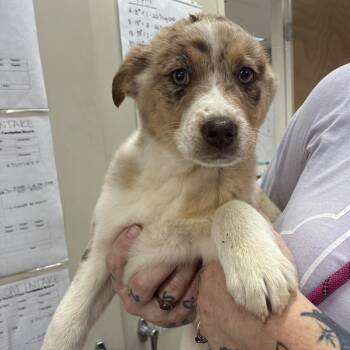 Australian Shepherd and Mixed Breed Dogs Available for Adoption - NY Farrah Faucet Avail Mar 21 (Tractor Supply Patterson NY) | PetCurious