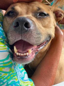 Gigi -  Terrier Dog for Adoption in Fort Mill, South Carolina - Gigi | PetCurious