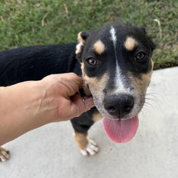 Dottie -  Australian Kelpie Dog for Adoption in Harlingen, Texas - Dottie | PetCurious