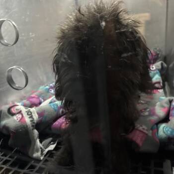 Bear Cub -  Mixed Breed Dog for Adoption in Philadelphia, Pennsylvania - Bear Cub | PetCurious