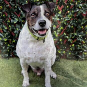 Spot -  Mixed Breed Dog for Adoption in Jupiter, Florida - Spot | PetCurious