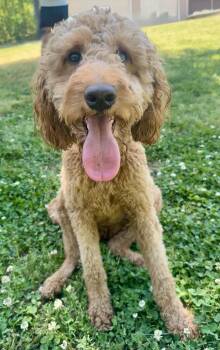 Poodle and Golden Retriever Dogs Available for Adoption in Monroe, North Carolina - Delaney | PetCurious