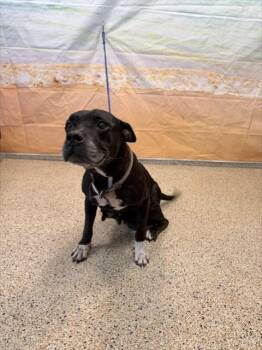 KARY -  American Bulldog and Mixed Breed Dog for Adoption in Doral, Florida - KARY | PetCurious