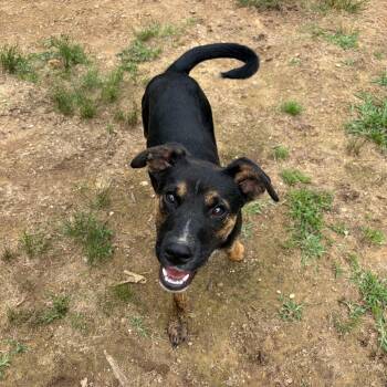 Mixed Breed Dogs Available for Adoption in Parrish, Alabama - Mojo | PetCurious