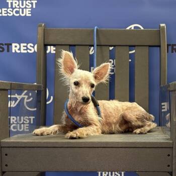 MEL -  Terrier Dog for Adoption in Waterford, New Jersey - MEL | PetCurious