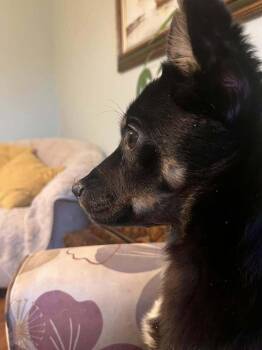 Lynne -  Mixed Breed Dog for Adoption in Acworth, Georgia - Lynne | PetCurious