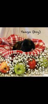 Anatolian Shepherd and Great Pyrenees Dogs Available for Adoption in Quinlan, Texas - Tango HTX | PetCurious