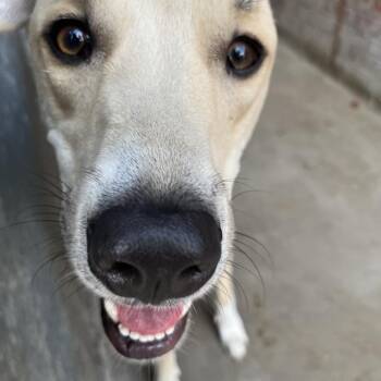 Linus -  Anatolian Shepherd Dog for Adoption in South Elgin, Illinois - Linus | PetCurious